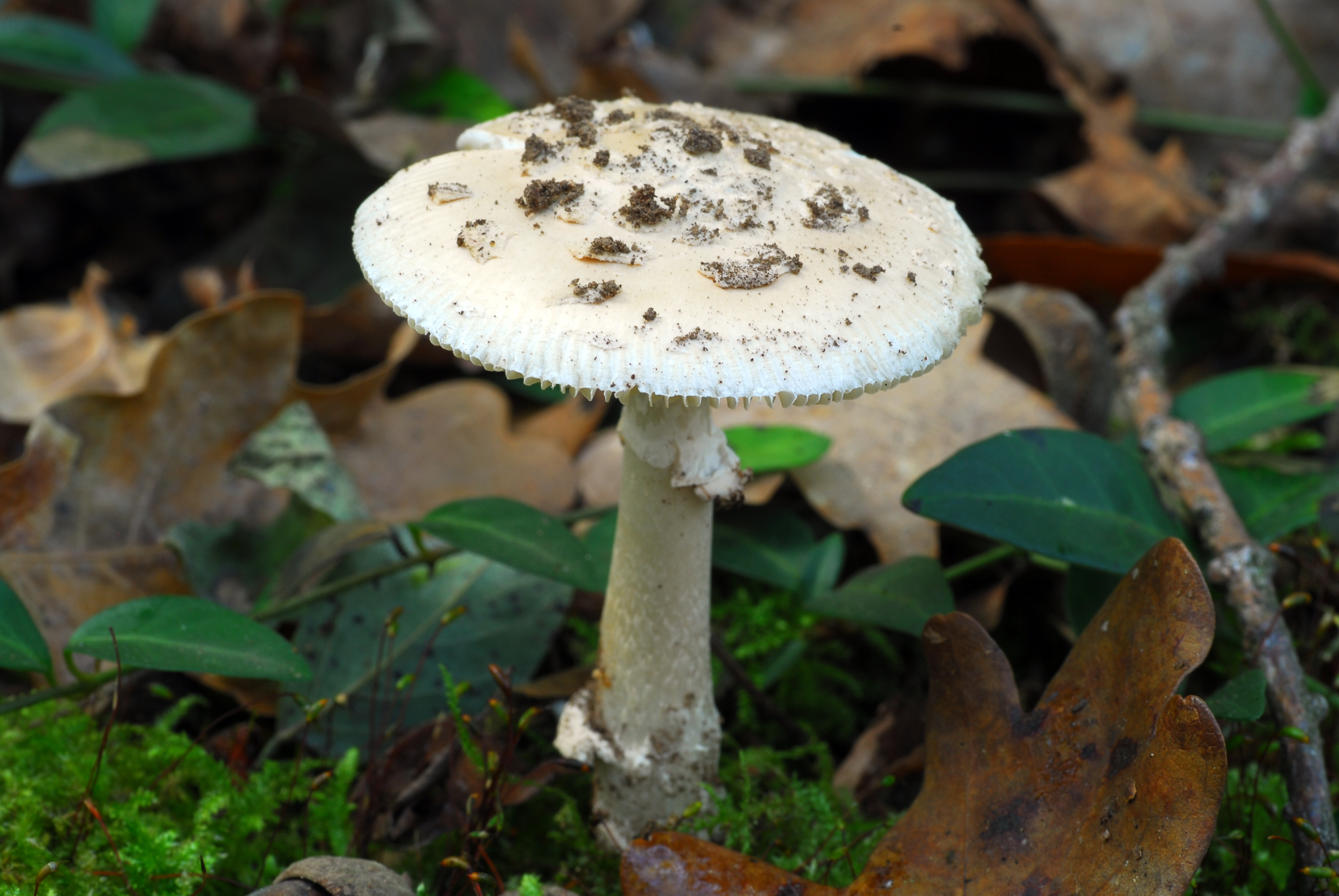 Foto Amanita eliae